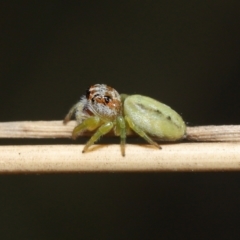 Opisthoncus sp. (genus) (Opisthoncus jumping spider) at Acton, ACT - 4 Mar 2021 by TimL