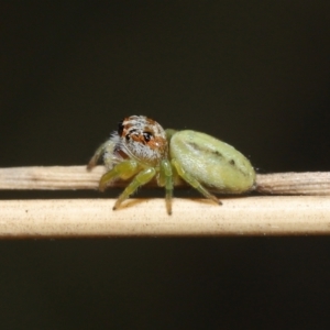 Opisthoncus sp. (genus) at Acton, ACT - 4 Mar 2021 09:21 AM