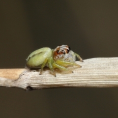 Opisthoncus sp. (genus) at Acton, ACT - 4 Mar 2021 09:21 AM