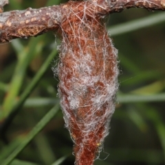 Austracantha minax (Christmas Spider, Jewel Spider) at Downer, ACT - 4 Mar 2021 by TimL