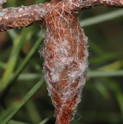 Austracantha minax (Christmas Spider, Jewel Spider) at Downer, ACT - 4 Mar 2021 by TimL