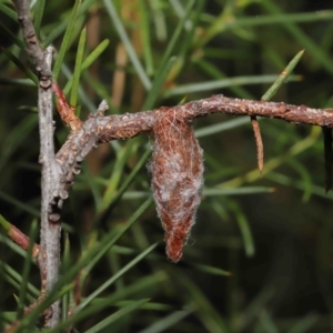 Austracantha minax at Downer, ACT - 4 Mar 2021