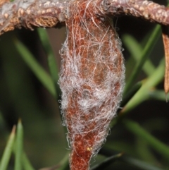 Austracantha minax at Downer, ACT - 4 Mar 2021