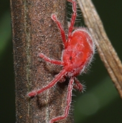 Trombidiidae (family) (Red velvet mite) at ANBG - 2 Apr 2021 by TimL
