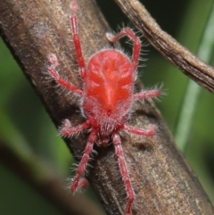 Trombidiidae (family) at Acton, ACT - 2 Apr 2021