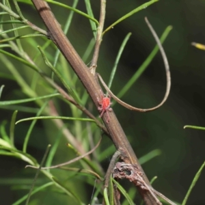 Trombidiidae (family) at Acton, ACT - 2 Apr 2021