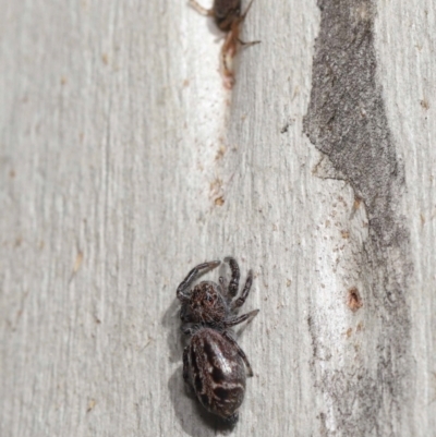 Unidentified Spider (Araneae) at ANBG - 3 Mar 2021 by TimL