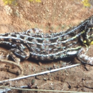 Tympanocryptis osbornei at Cooma, NSW - 15 Apr 2021