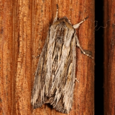 Persectania ewingii (Southern Armyworm) at Melba, ACT - 9 Apr 2021 by kasiaaus