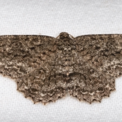 Ectropis fractaria (Ringed Bark Moth) at Melba, ACT - 9 Apr 2021 by kasiaaus