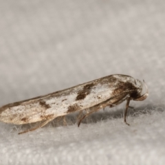 Oxythecta (genus) at Melba, ACT - 10 Apr 2021