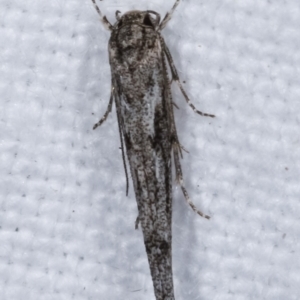 Stathmopoda (genus) at Melba, ACT - 12 Apr 2021