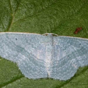 Poecilasthena thalassias at Melba, ACT - 12 Apr 2021 06:17 PM