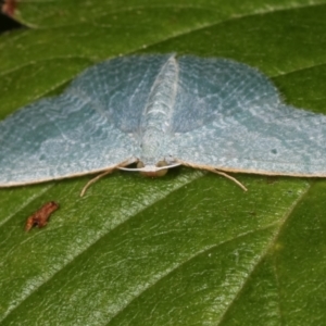 Poecilasthena thalassias at Melba, ACT - 12 Apr 2021