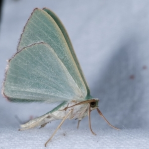 Prasinocyma semicrocea at Flynn, ACT - 13 Apr 2021