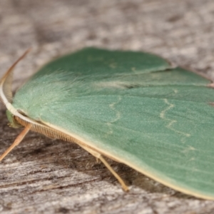 Prasinocyma semicrocea at Flynn, ACT - 13 Apr 2021