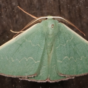 Prasinocyma semicrocea at Flynn, ACT - 13 Apr 2021