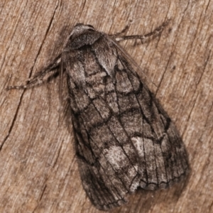 Stibaroma undescribed species at Melba, ACT - 13 Apr 2021