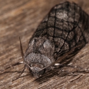 Stibaroma undescribed species at Melba, ACT - 13 Apr 2021