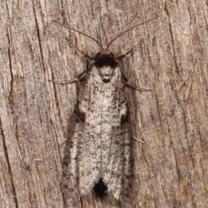 Lepidoscia euryptera at Melba, ACT - 13 Apr 2021