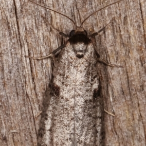 Lepidoscia euryptera at Melba, ACT - 13 Apr 2021 09:03 PM