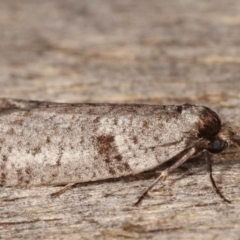 Lepidoscia euryptera at Melba, ACT - 13 Apr 2021 09:03 PM