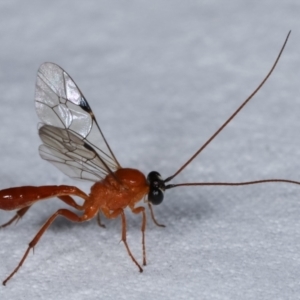 Ichneumonidae (family) at Melba, ACT - 13 Apr 2021