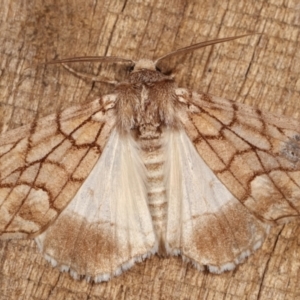 Stibaroma undescribed species at Melba, ACT - 13 Apr 2021