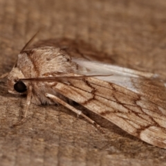 Stibaroma undescribed species at Melba, ACT - 13 Apr 2021