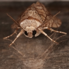 Stibaroma undescribed species at Melba, ACT - 13 Apr 2021