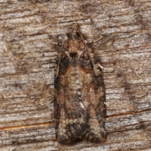 Thrincophora inconcisana at Melba, ACT - 13 Apr 2021