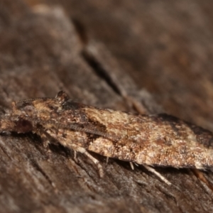 Thrincophora inconcisana at Melba, ACT - 13 Apr 2021