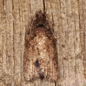 Thrincophora impletana at Melba, ACT - 13 Apr 2021 09:09 PM