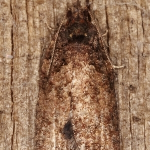 Thrincophora impletana at Melba, ACT - 13 Apr 2021 09:09 PM