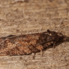 Thrincophora impletana at Melba, ACT - 13 Apr 2021 09:09 PM