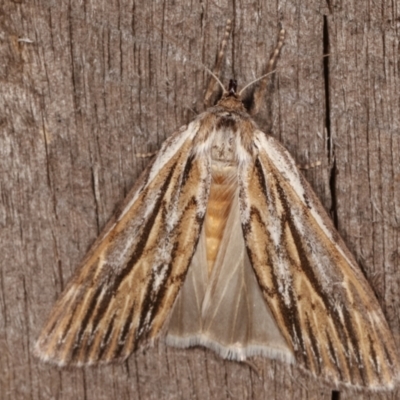 Ciampa arietaria (Brown Pasture Looper Moth) at Melba, ACT - 13 Apr 2021 by kasiaaus