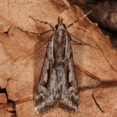 Scoparia oxygona (A Pyralid moth) at Melba, ACT - 13 Apr 2021 by kasiaaus