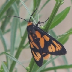 Amata (genus) (Handmaiden Moth) at Tuggeranong DC, ACT - 22 Feb 2021 by michaelb