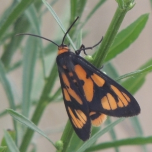 Amata (genus) at Tuggeranong DC, ACT - 22 Feb 2021 08:18 PM