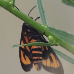 Amata (genus) at Tuggeranong DC, ACT - 22 Feb 2021 08:18 PM