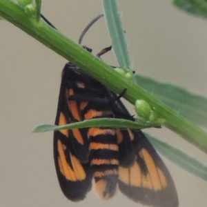 Amata (genus) at Tuggeranong DC, ACT - 22 Feb 2021 08:18 PM