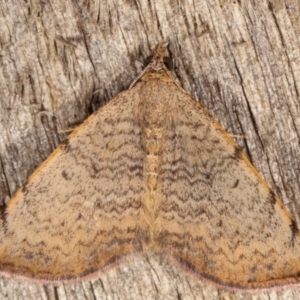 Chrysolarentia mecynata at Melba, ACT - 14 Apr 2021