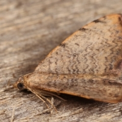 Chrysolarentia mecynata at Melba, ACT - 14 Apr 2021