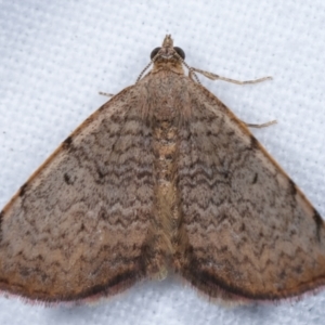 Chrysolarentia mecynata at Melba, ACT - 14 Apr 2021