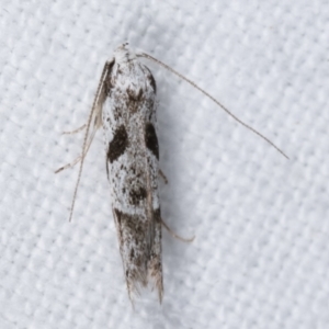 Oxythecta (genus) at Melba, ACT - 14 Apr 2021