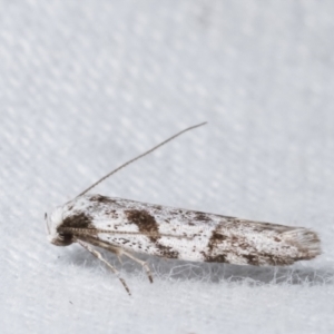 Oxythecta (genus) at Melba, ACT - 14 Apr 2021