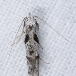 Oxythecta (genus) at Melba, ACT - 14 Apr 2021