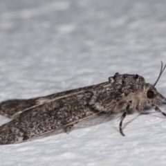 Smyriodes undescribed species nr aplectaria at Melba, ACT - 14 Apr 2021