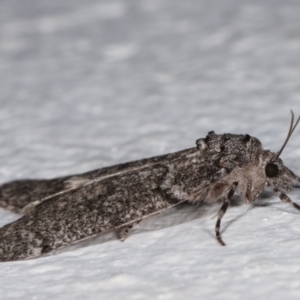 Smyriodes undescribed species nr aplectaria at Melba, ACT - 14 Apr 2021