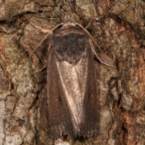 Proteuxoa unidentified species (MoV sp.21) at Melba, ACT - 14 Apr 2021